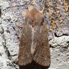 Speckled Green Fruitworm Moth thumbnail 1