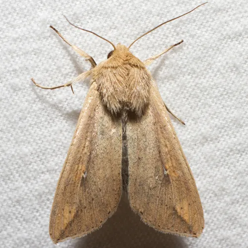 White-speck Moth
