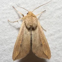 White-speck Moth thumbnail 1