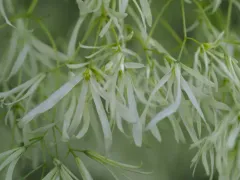 white fringetree thumbnail 3