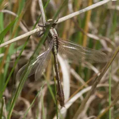Skillet Clubtail thumbnail 1
