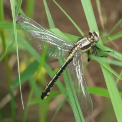 Midland Clubtail thumbnail 3