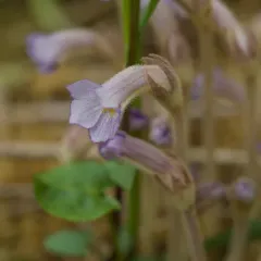 one-flowered cancer-root thumbnail 3