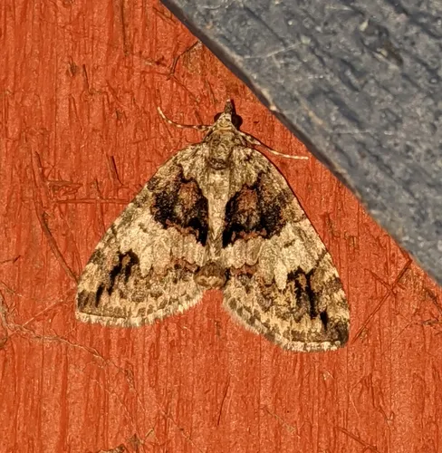 Hydriomena californiata