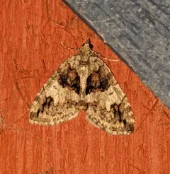 Hydriomena californiata thumbnail 1