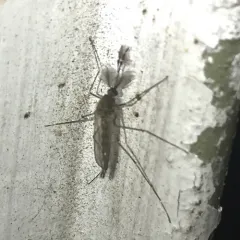 Inland Floodwater Mosquito thumbnail 3