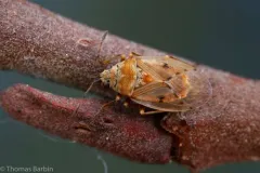 Kleidocerys franciscanus thumbnail 1