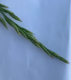 tall fescue thumbnail 3