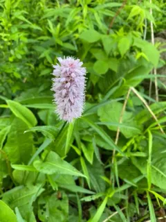 common bistort thumbnail 2