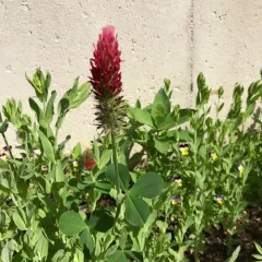 crimson clover thumbnail 1