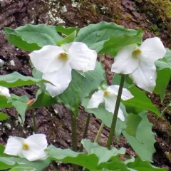 large white trillium thumbnail 5