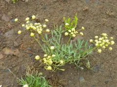 Lomatium anomalum thumbnail 3