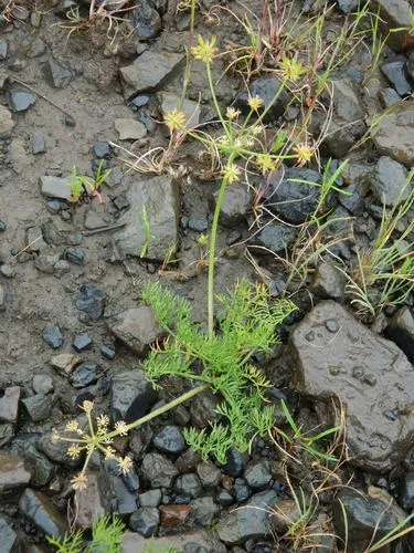 Swinger's Biscuitroot