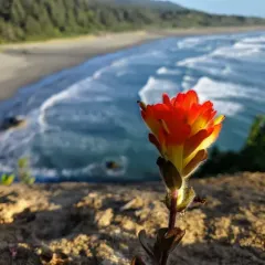 Mendocino Coast paintbrush thumbnail 4
