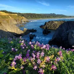 Seashore Lupine thumbnail 4