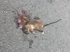 Dusky-footed Woodrat thumbnail 2