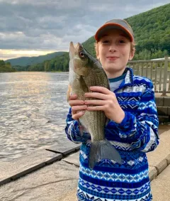 White Bass thumbnail 2