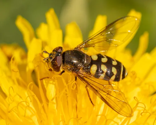 Confusing Conifer Fly