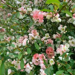 Chinese quince thumbnail 3