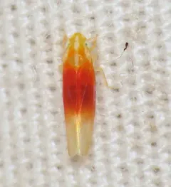 Erythridula amabilis thumbnail 1