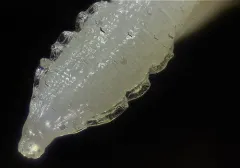 Dog Roundworm thumbnail 2