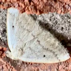 Gray Spring Moth thumbnail 4