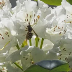 Common Aerial Yellowjacket thumbnail 2