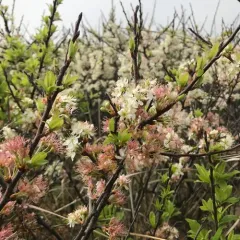 Beach Plum thumbnail 2