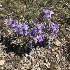 Crested-tongue Beardtongue thumbnail 2