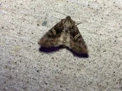 Anarta farnhami thumbnail 2