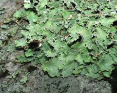 Chicita's Sea Storm Lichen thumbnail 1