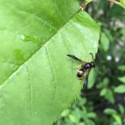 One-banded Mason Wasp