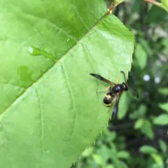 One-banded Mason Wasp thumbnail 1