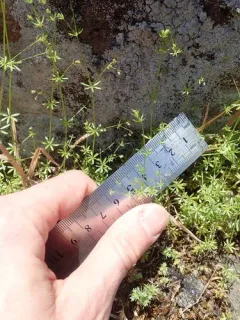 Lamarck's bedstraw thumbnail 2