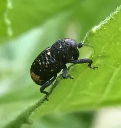 Pitted Hidden Snout Weevil thumbnail 1