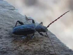 Semanotus terminatus thumbnail 2