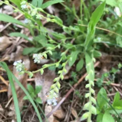 blue forget-me-not thumbnail 4