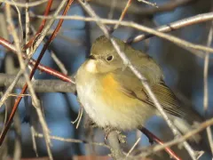 Red-flanked Bluetail thumbnail 4