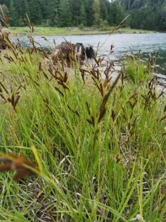 Columbian sedge thumbnail 1