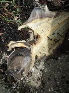 Atlantic Halibut thumbnail 2