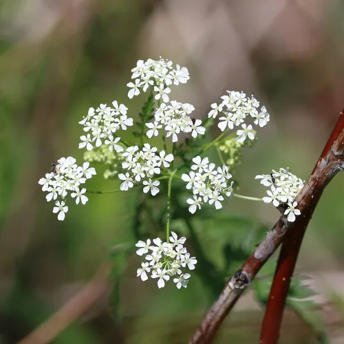 Cow Parsley