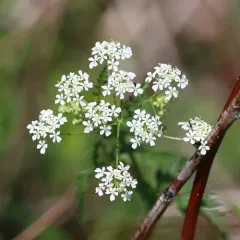 Cow Parsley thumbnail 1