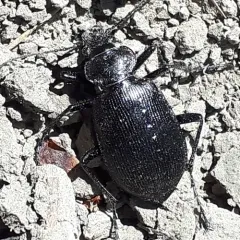 Cold-country Caterpillar Hunter thumbnail 4