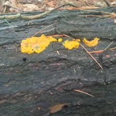 Orange Jelly Spot thumbnail 5