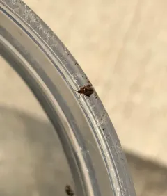 Potato Flea Beetle thumbnail 1