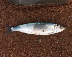 Atlantic Herring thumbnail 3
