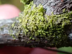 Radula bolanderi thumbnail 3