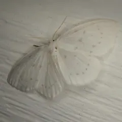Northern Eudeilinia Moth thumbnail 2