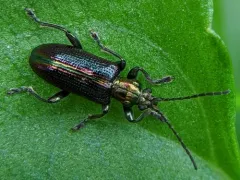 Schaeffer's reed beetle thumbnail 3