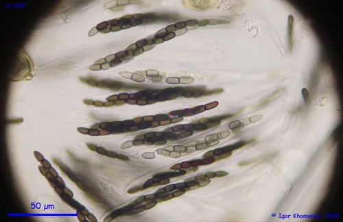 Sporormiella minima